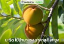 ► มะริด ไม้ป่าเศรษฐกิจราคาแพง ผลกินได้ ให้ร่มเงา