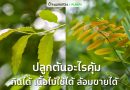 ► 15 ไม้ยืนต้นกินได้ เนื้อไม้ใช้ได้ ล้อมขายก็ได้