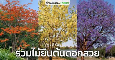► รวมต้นไม้ที่ทิ้งใบก่อนออกดอกสะพรั่งทั้งต้น น่าปลูกไว้ริมทางเพื่อสร้างแลนด์มาร์ค